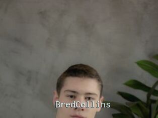 BredCollins