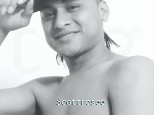 Scottrosee